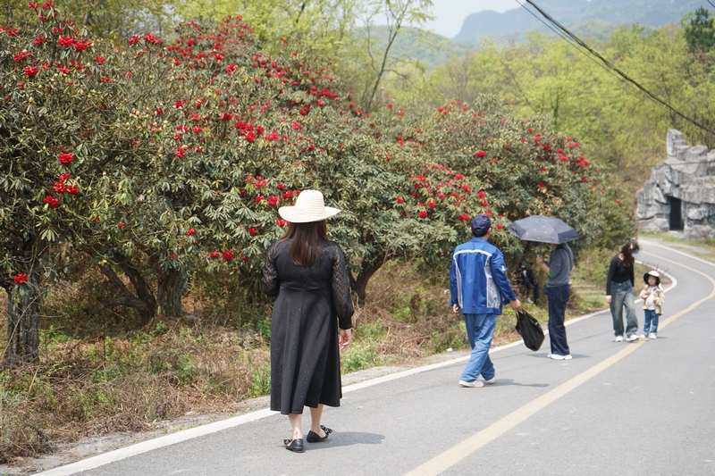 游客駐足觀賞杜鵑花。黃源匯攝