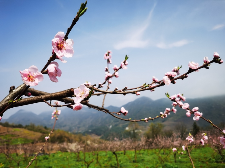 達依鄉(xiāng)龍?zhí)链屣w翔高原紅水果基地待認(rèn)領(lǐng)的桃樹。唐興堯 攝 (2).jpg