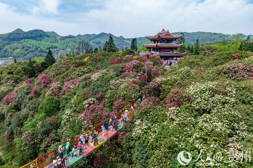航拍百里杜鵑景區(qū)內(nèi)盛開的杜鵑花。人民網(wǎng)記者 涂敏攝