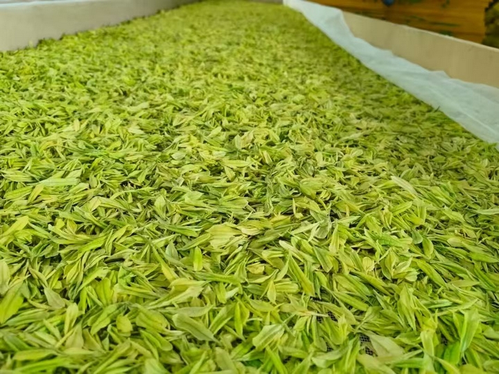 采摘的茶葉.jpg