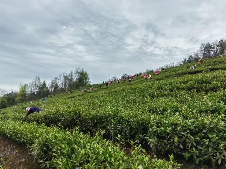 茶園忙碌景象.jpg
