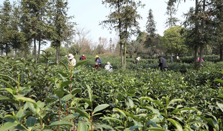 紅楓山韻茶場(chǎng)一角.jpg