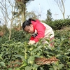 清鎮(zhèn)市紅楓湖畔的紅楓山韻茶場(chǎng)迎來(lái)了春茶采摘“黃金”期。游客們紛紛走進(jìn)茶園，體驗(yàn)采茶制茶的文化與樂(lè)趣，感受美麗鄉(xiāng)村春日里的詩(shī)意與美好。