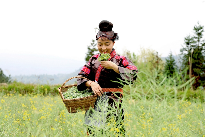周啟英正在采摘新鮮的清明菜。.jpg