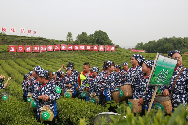 在金沙縣2025年雙手采茶技能競(jìng)賽決賽現(xiàn)場(chǎng)，身著統(tǒng)一服飾、佩戴號(hào)碼牌的采茶選手們齊聚茶園，手持竹籃，蓄勢(shì)待發(fā)，展現(xiàn)出專(zhuān)業(yè)風(fēng)采與競(jìng)賽熱情。 陳亮 攝.jpg
