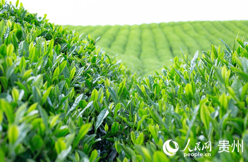 陽光下的茶樹。人民網(wǎng) 黃小桃攝