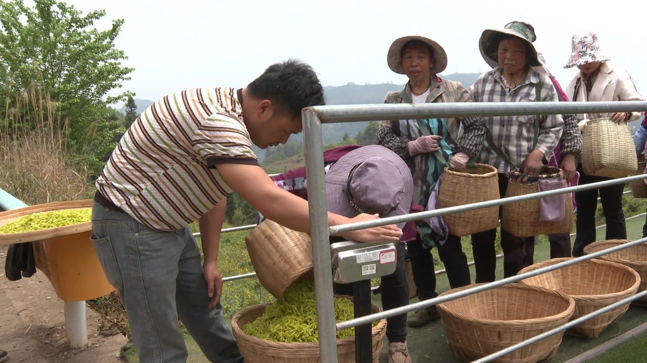 稱(chēng)茶青。
