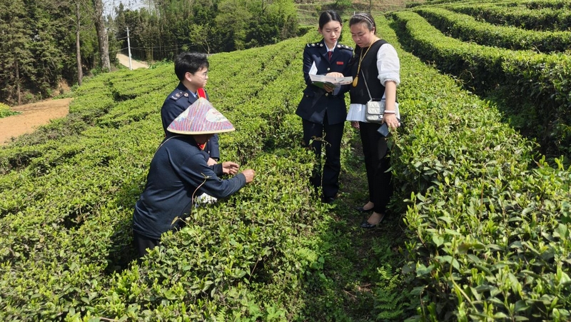 “稅宣服務(wù)隊(duì)”隊(duì)員向茶企人員講解政策。張欽愿攝