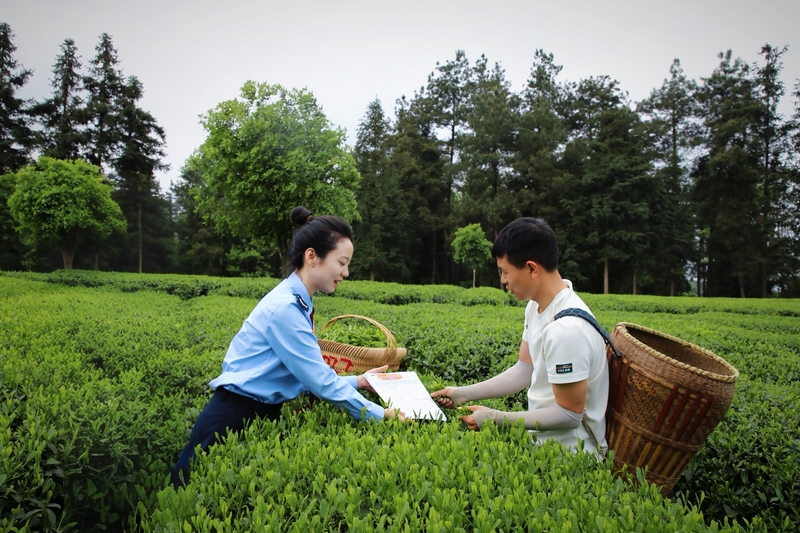 國(guó)家稅務(wù)總局鳳岡縣稅務(wù)局走進(jìn)茶海，全力打造“稅務(wù)+景區(qū)+游客”立體宣傳模式。曾令龍