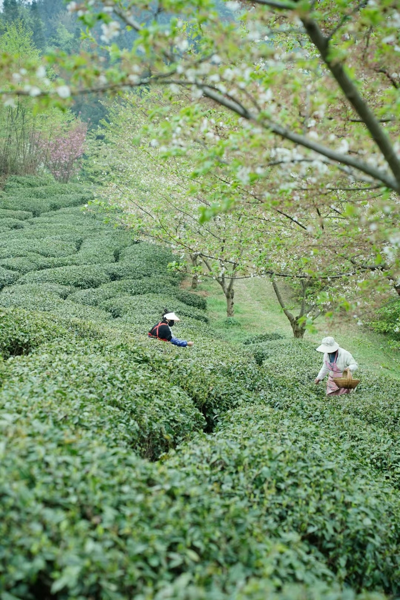 在安順市西秀區(qū)老落坡?tīng)I(yíng)場(chǎng)，村民正在采茶。曾鴻攝