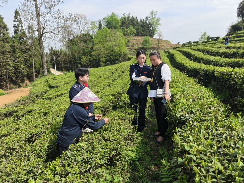 六枝稅務(wù)局“稅宣服務(wù)隊(duì)”隊(duì)員向茶企人員講解政策。張欽愿攝