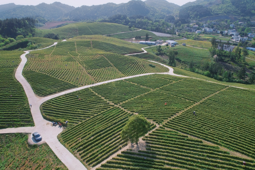 4月15日航拍青杠林千畝茶園。龍藝攝