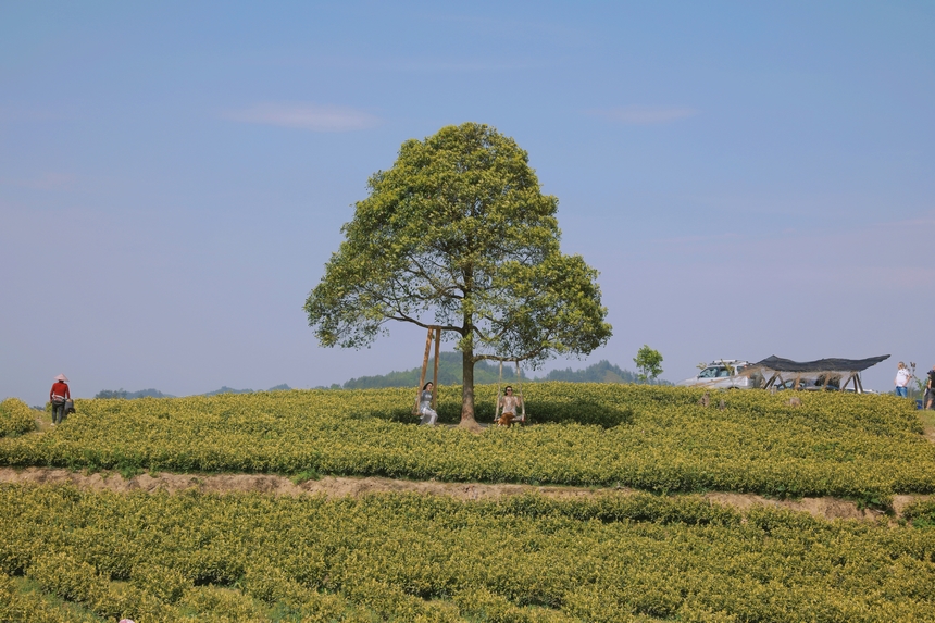4月15日青杠林千畝茶園。龍藝攝