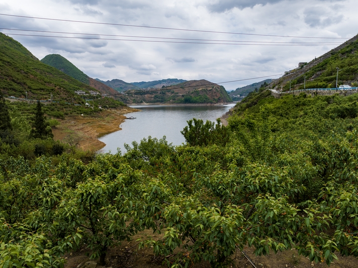 古達(dá)鄉(xiāng)水營村夾巖水庫周邊櫻桃采摘園 陳春志 攝 (3).jpg