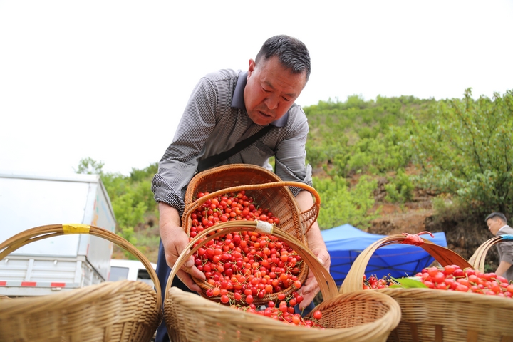 收購商在古達(dá)鄉(xiāng)水營村收購櫻桃 陳春志 攝 (5).JPG