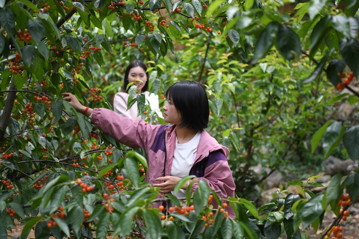 游客在古達(dá)鄉(xiāng)水營村櫻桃采摘園采摘櫻桃 閔罡 攝 (1).JPG