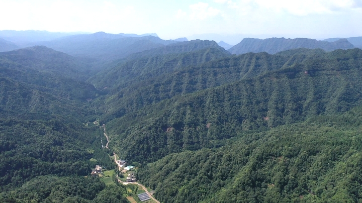 飛鴿森林公園茂密的植被。（稅會靜 攝）.jpg