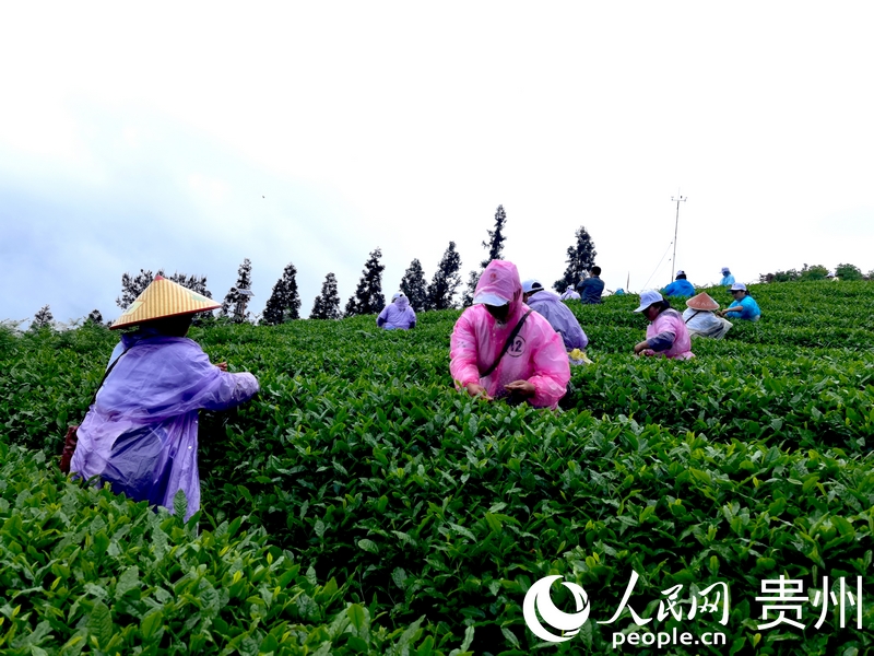 雙手采茶比賽現(xiàn)場(chǎng)。人民網(wǎng)記者 王秀芳攝