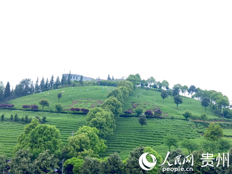開陽縣南龍鄉(xiāng)茶園一隅。人民網(wǎng)記者 王秀芳攝