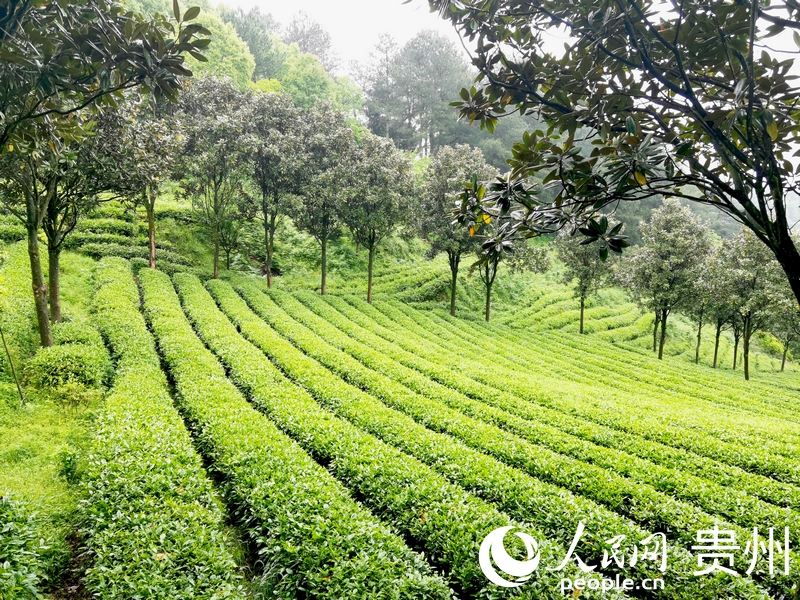 開陽縣南龍鄉(xiāng)茶園一隅。人民網(wǎng)記者 王秀芳攝