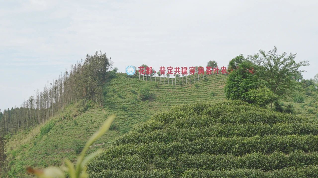 普定縣靛山村的茶山基地。