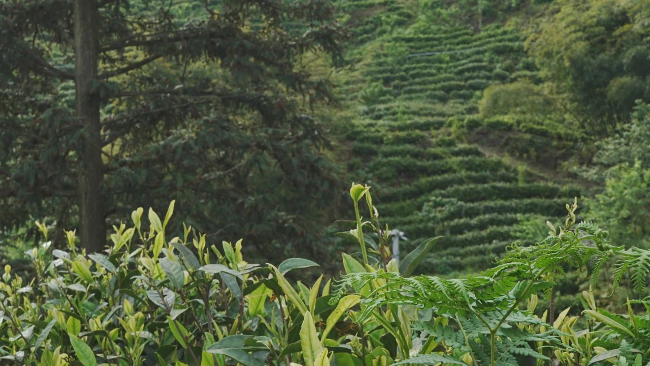 普定縣靛山村的茶山基地。