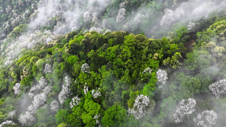 俯瞰世界自然遺產(chǎn)地梵凈山赤楊葉花海。