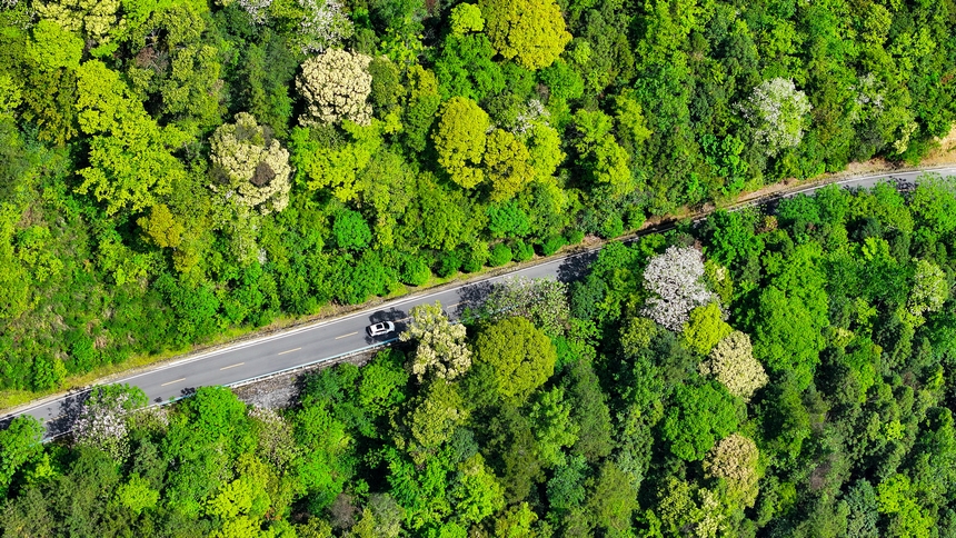 俯瞰世界自然遺產(chǎn)地梵凈山山花爛漫美景。
