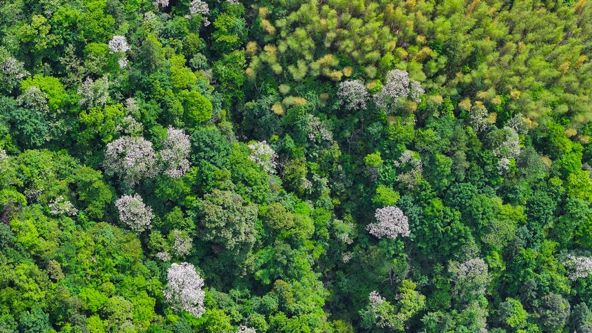 俯瞰世界自然遺產(chǎn)地梵凈山山花爛漫美景。
