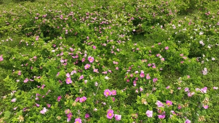 刺梨花。