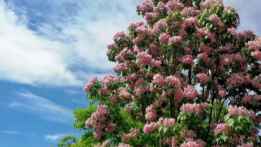 楸樹(shù)花。