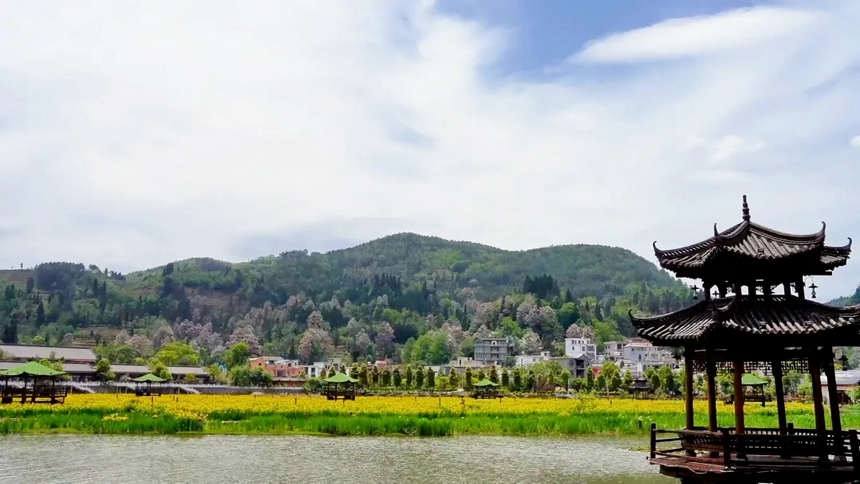 楸樹花。