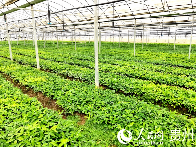 柿花村中藥材種植基地一隅。人民網(wǎng)記者 王秀芳攝