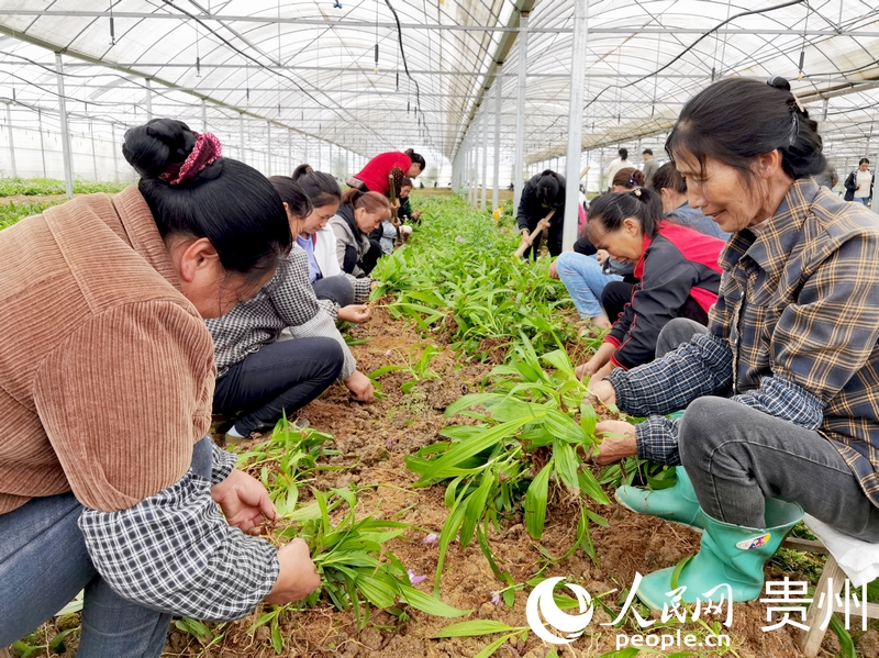 柿花村中藥材種植基地里，村民們正在分揀白芨苗。人民網(wǎng)記者 王秀芳攝