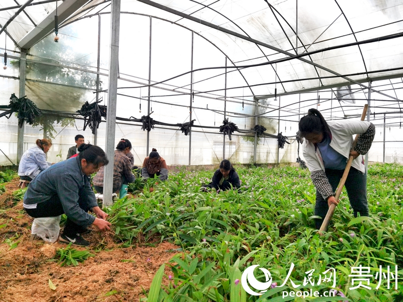 柿花村中藥材種植基地里，村民們正在分揀白芨苗。人民網(wǎng)記者 王秀芳攝