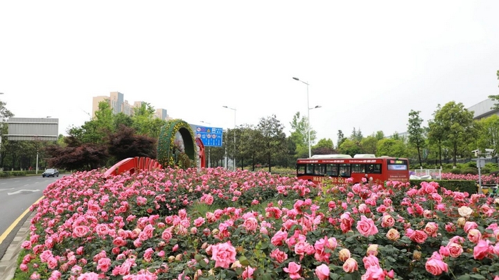 1月季花爭(zhēng)奇斗艷。