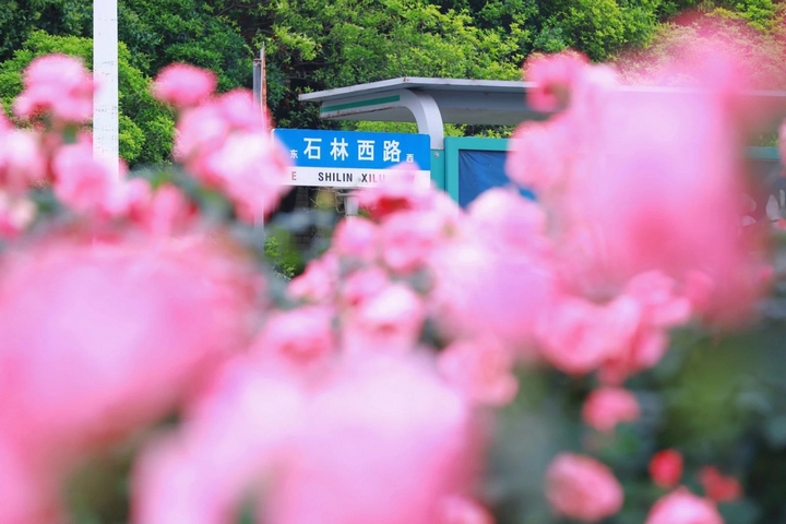 2月季花爭(zhēng)奇斗艷。