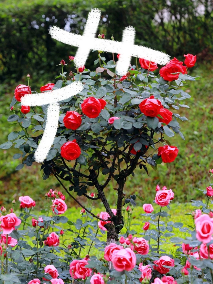 4月季花爭(zhēng)奇斗艷。