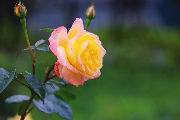 5月季花爭(zhēng)奇斗艷。