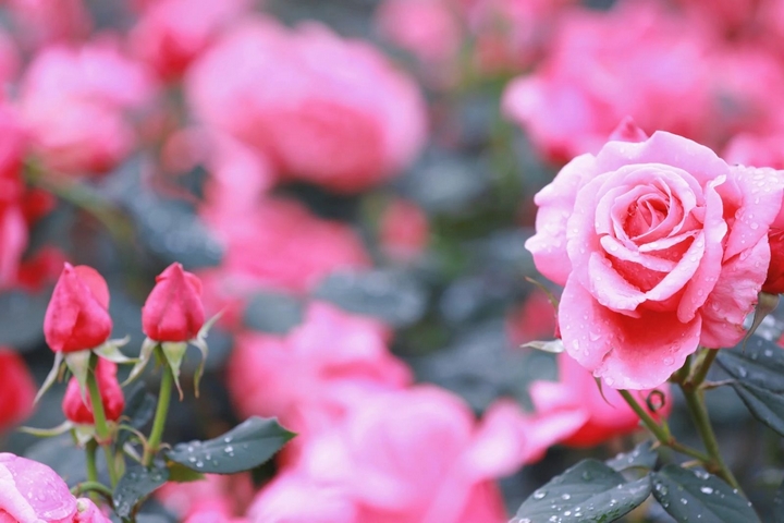6月季花爭(zhēng)奇斗艷。