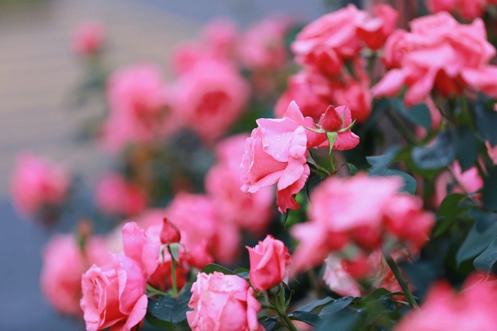 7月季花爭(zhēng)奇斗艷。