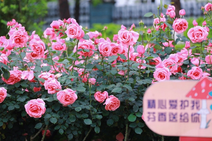 10月季花爭(zhēng)奇斗艷。