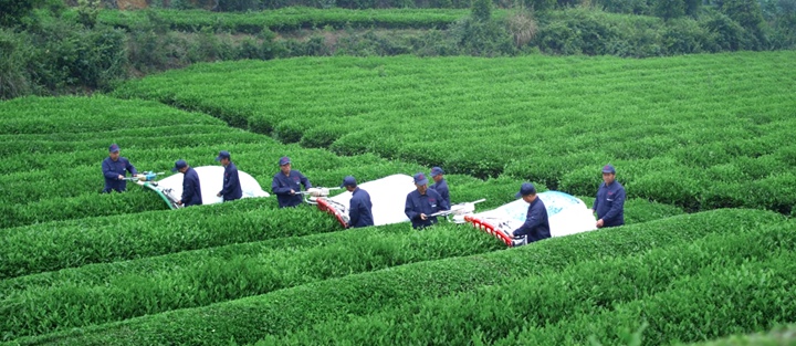 采茶工人用機(jī)器采收碾茶鮮葉。