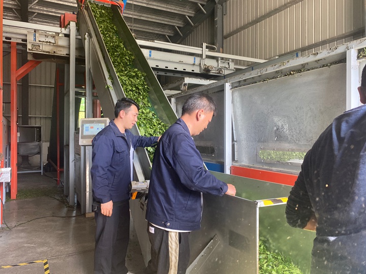 碾茶創(chuàng)新中心的工作人員正在碾茶。
