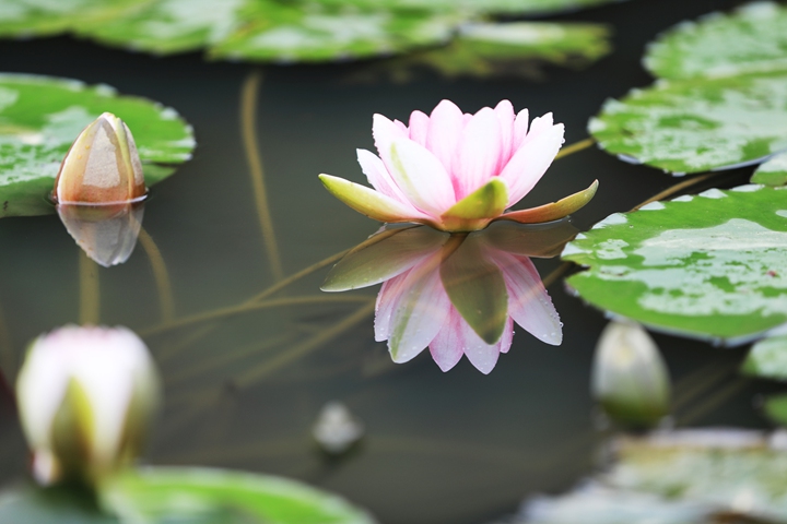 貴州省黔西市委黨校內(nèi)，池塘里的蓮花次第綻放，成為校園特色景觀。