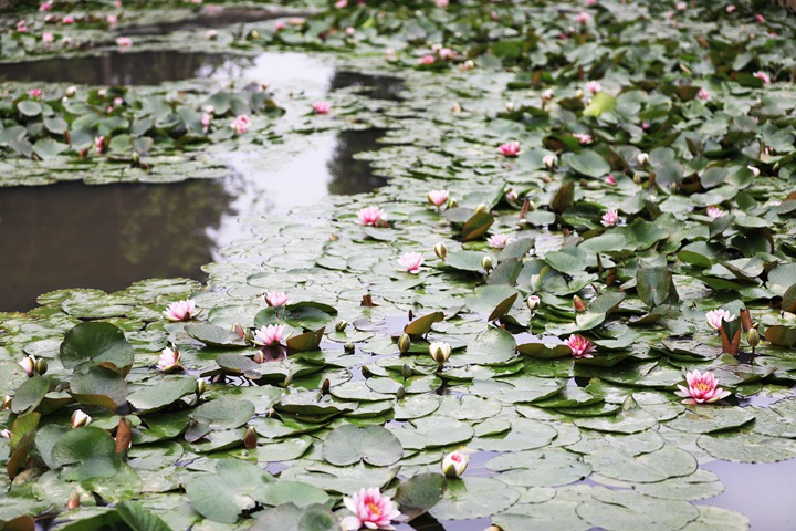 貴州省黔西市委黨校內(nèi)，池塘里的蓮花次第綻放，成為校園特色景觀。