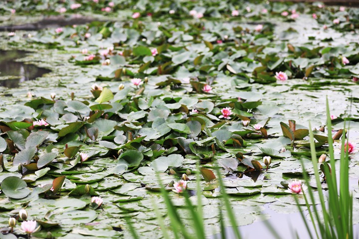 貴州省黔西市委黨校內(nèi)，池塘里的蓮花次第綻放，成為校園特色景觀。
