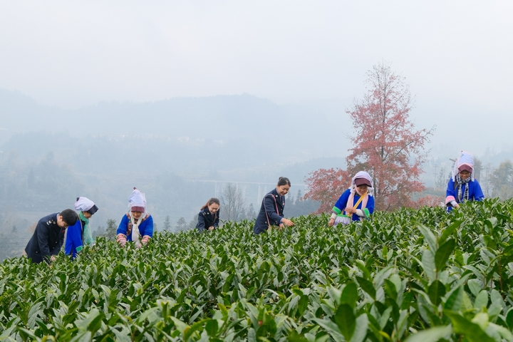 茶山景區(qū)村民采茶忙。 黔西南州稅務(wù)局供圖..jpg