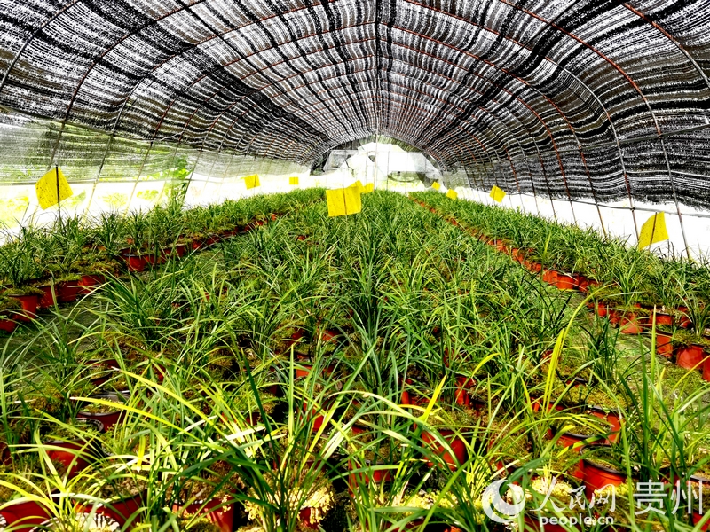 蘭花種植大棚一隅。人民網(wǎng)記者 王秀芳攝.jpg