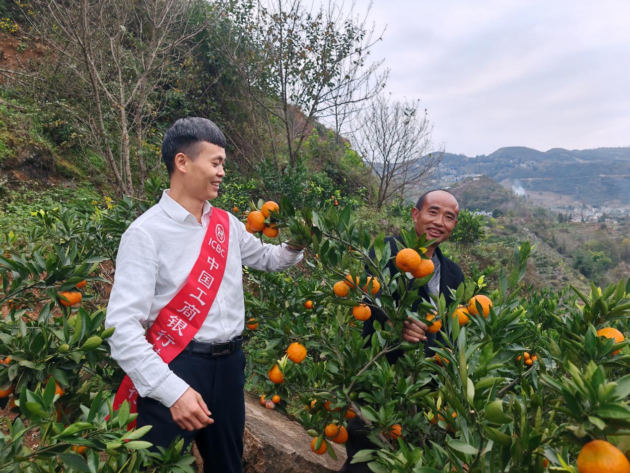 工行畢節(jié)分行普惠專員向果農(nóng)宣傳工行普惠產(chǎn)品。
